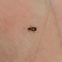 Cornulactica jacobyi