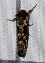 Korscheltellus gracilis