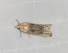 Eucosma