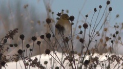 Spinus tristis
