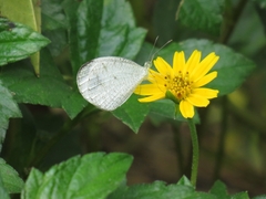 Leptosia nina