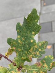 Phylloxera glabra