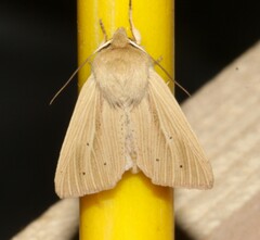 Mythimna oxygala