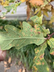 Phylloxera glabra