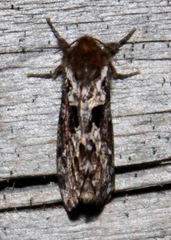 Korscheltellus gracilis