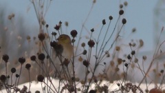 Spinus tristis