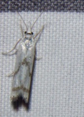 Crambus albellus