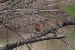 Haemorhous mexicanus