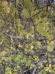 Forestiera pubescens
