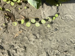 Hydrocotyle verticillata