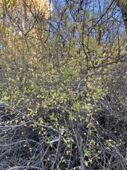 Forestiera pubescens