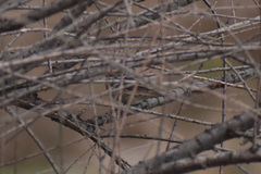 Haemorhous mexicanus
