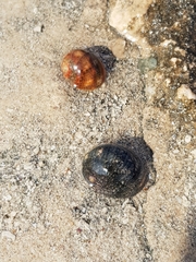 Nerita polita