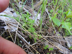 Cruciata pedemontana
