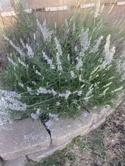 Lavandula