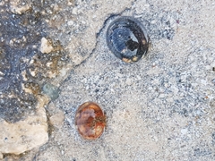 Nerita polita