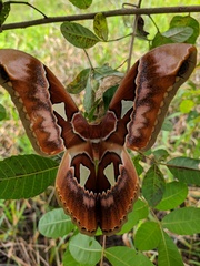 Rothschildia speculifer