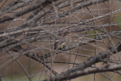 Haemorhous mexicanus