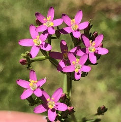 Centaurium tenuiflorum