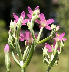 Centaurium tenuiflorum