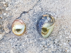 Nerita polita