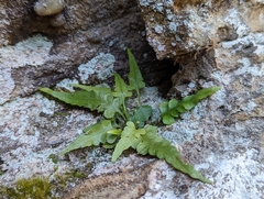 Asplenium pinnatifidum