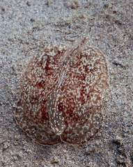 Coeloplana meteoris