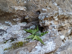 Asplenium pinnatifidum