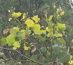 Eucalyptus polyanthemos