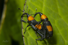 Rhodobaenus augustinus