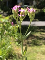 Centaurium tenuiflorum