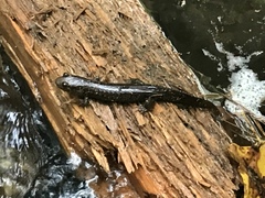 Desmognathus amphileucus