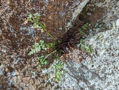 Asplenium montanum