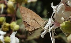 Hermeuptychia gisella