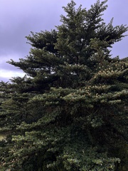Escallonia myrtilloides