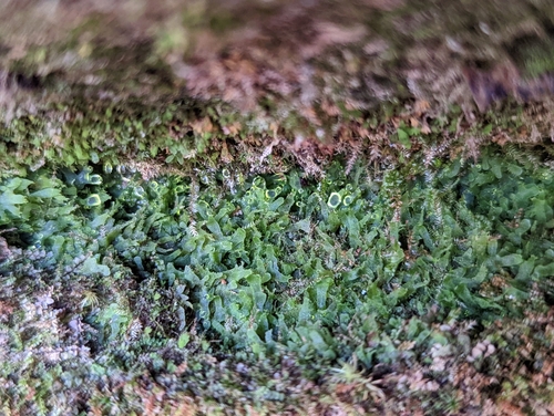 Image of Vittaria appalachiana by (c) Elias, some rights reserved (CC BY)