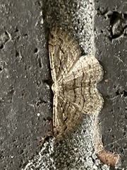 Zermizinga sinuata