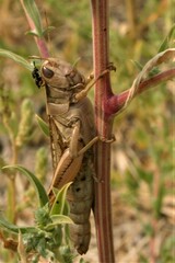 Brachymeria podagrica