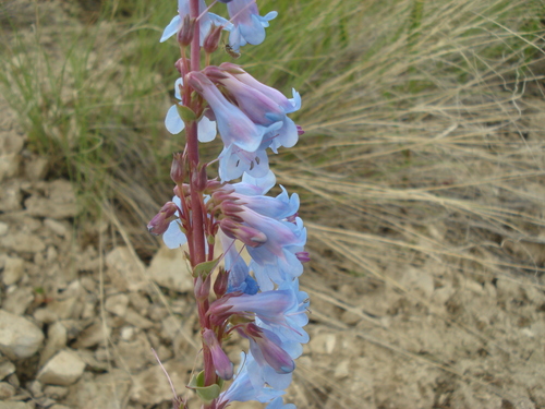 Harrington's Beardtongue (Penstemon harringtonii)