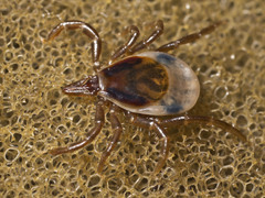 Ixodes cornuatus