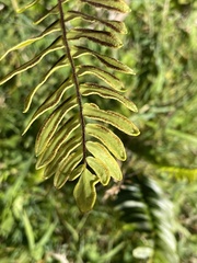 Pellaea falcata