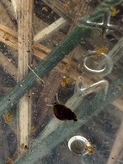 Pyrgulopsis bacchus