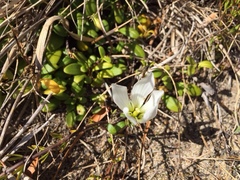 Gentianella saxosa