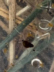 Pyrgulopsis bacchus