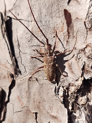 Monochamus carolinensis