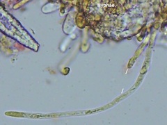 Peniophorella pubera