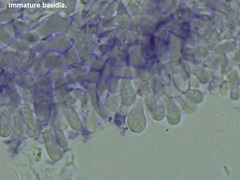 Peniophorella pubera