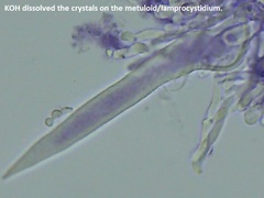 Peniophorella pubera