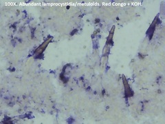 Peniophorella pubera