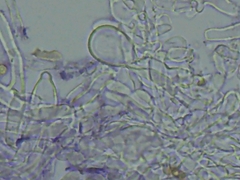 Peniophorella pubera